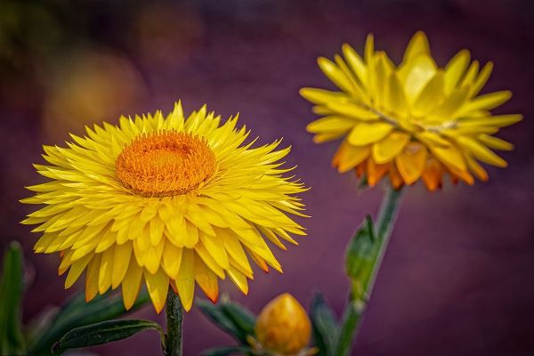 Jaynes Gallery 아티스트의 USA-Colorado-Fort Collins Yellow strawflowers close-up작품입니다.